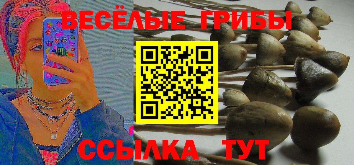 Псилоцибиновые грибы GOLDEN TEACHER Брянск